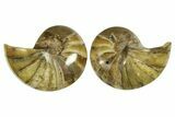 Jurassic Cut & Polished Nautilus (Cymatoceras) Fossil -Madagascar #287994-1